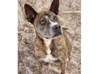 Adopt SPINNER a Brindle Mixed Breed (Medium) / Mixed dog in Fernandina Beach