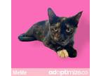Adopt MeMe a All Black Domestic Mediumhair / Mixed cat in Tuscaloosa