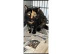 Adopt GRACE AND SOPHIA a Calico or Dilute Calico Calico (short coat) cat in