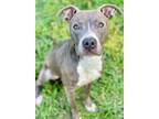 Adopt Timber a Gray/Blue/Silver/Salt & Pepper Terrier (Unknown Type