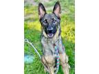 Adopt Sausage a Black German Shepherd Dog / Mixed dog in Anderson, IN (38995917)