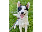Adopt Dexter a White Border Collie / Mixed dog in Anderson, IN (38927327)