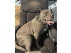Adopt Jabba a Gray/Blue/Silver/Salt & Pepper American Pit Bull Terrier / Mixed