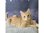 Adopt Capri a Orange or Red Tabby Domestic Shorthair (short coat) cat in