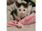 Adopt Ry a All Black Domestic Mediumhair / Mixed cat in El Paso, TX (38783121)
