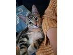 Adopt Triscuit a Brown Tabby Tabby / Mixed (medium coat) cat in New Bern