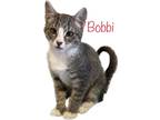 Adopt Bobbi a Spotted Tabby/Leopard Spotted Domestic Shorthair / Mixed cat in