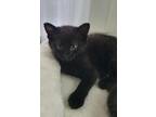 Adopt Meredith a All Black Domestic Shorthair (short coat) cat in Louisville