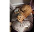 Adopt Kronk a Orange or Red Tabby Domestic Shorthair (short coat) cat in