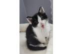 Adopt Ellis a Black & White or Tuxedo Domestic Shorthair (short coat) cat in
