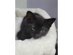 Adopt Derek a All Black Domestic Shorthair (short coat) cat in Louisville
