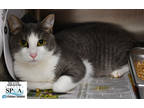 Adopt Nevin a White Domestic Shorthair / Domestic Shorthair / Mixed cat in