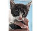 Adopt Marigold a Domestic Shorthair / Mixed (short coat) cat in Athens