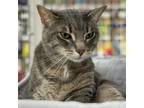 Adopt Spike a Domestic Medium Hair