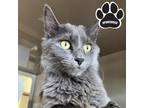 Adopt INGRID a Gray or Blue Domestic Longhair / Domestic Shorthair / Mixed cat