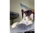 Adopt Cleo a White (Mostly) Domestic Shorthair / Mixed (short coat) cat in Fond