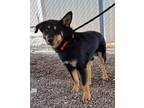 Adopt Beauty a Australian Shepherd / Rottweiler / Mixed dog in McIntosh