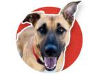 Adopt Sassy a Tan/Yellow/Fawn - with White German Shepherd Dog dog in Jamestown