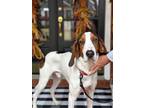 Adopt Red a Tricolor (Tan/Brown & Black & White) Treeing Walker Coonhound dog in