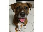 Adopt Denver a Brindle - with White Boxer / Mixed Breed (Large) / Mixed dog in