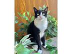 Adopt Calliope a All Black Domestic Shorthair / Domestic Shorthair / Mixed cat