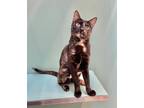 Adopt Jade a All Black Domestic Shorthair / Domestic Shorthair / Mixed cat in