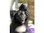 Adopt Maggie a Black - with White Pomeranian / Border Collie / Mixed dog in