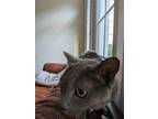 Adopt Marcia a Gray or Blue Russian Blue / Mixed cat in Fulton, MD (38746835)