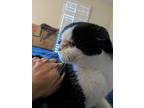 Adopt Miki a Black & White or Tuxedo Scottish Fold / Mixed (long coat) cat in