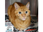 Adopt Max a Orange or Red Domestic Shorthair / Domestic Shorthair / Mixed cat in