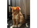 Adopt Breadstick a Orange or Red Domestic Shorthair / Domestic Shorthair / Mixed