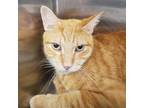 Adopt Punky a Orange or Red Domestic Shorthair / Mixed cat in Leesburg