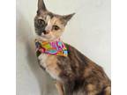Adopt Topsy a Gray or Blue Domestic Shorthair / Domestic Shorthair / Mixed cat