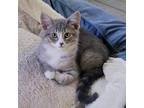 Adopt Dani - Foster a Gray or Blue Domestic Mediumhair / Mixed cat in Walker