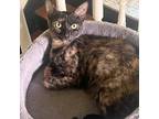 Adopt Harlequin LaVoie a Tortoiseshell Domestic Shorthair / Mixed cat in
