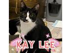 Adopt Kay Lee Mykals a All Black Domestic Shorthair / Mixed cat in Commerce