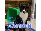Adopt Lady Camden a All Black Domestic Shorthair / Mixed cat in Commerce City