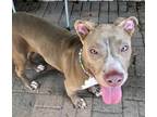 Adopt Kenny a Tan/Yellow/Fawn American Pit Bull Terrier / Mixed dog in Mesquite