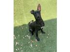 Adopt Rainbow a Black Shepherd (Unknown Type) / Mixed dog in Carrollton