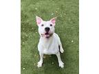 Adopt Tofu a White American Pit Bull Terrier / Mixed dog in Carrollton