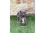 Adopt Cardi Barks a Brindle American Pit Bull Terrier / Mixed dog in Carrollton
