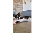 Adopt Fynlie a Spotted Tabby/Leopard Spotted Domestic Shorthair / Mixed cat in