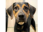 Adopt TRIXIE-TANG a Black Hound (Unknown Type) / Mixed dog in San Antonio
