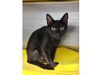 Adopt Pumpkin Pie a All Black Domestic Shorthair / Domestic Shorthair / Mixed