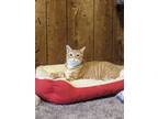 Adopt MONTY a Orange or Red Tabby Domestic Shorthair / Mixed (short coat) cat in