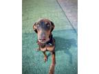 Adopt Virginia Woof a Brown/Chocolate Doberman Pinscher / Mixed dog in Fresno