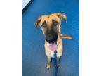 Adopt Haru a Tan/Yellow/Fawn Shepherd (Unknown Type) / Mixed dog in Baton Rouge