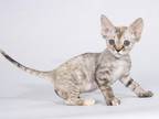 Loc In Conroe TX Dolka Tricolor Tabby Devon Rex