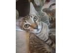 Adopt Andor a Brown Tabby American Shorthair / Mixed (short coat) cat in