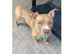 Adopt Howie a Brown/Chocolate American Pit Bull Terrier / Mixed dog in Mesquite